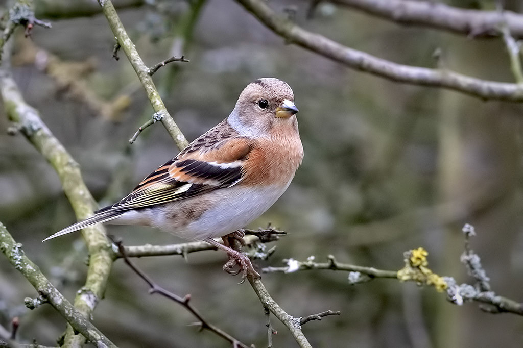 Brambling