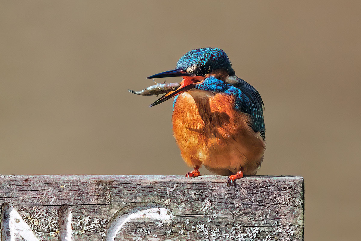 Kingfisher