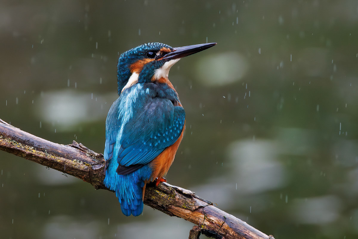 Kingfisher