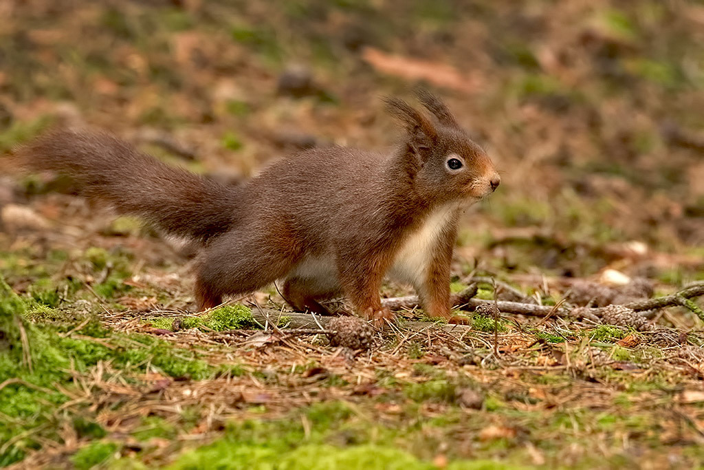 Red Squirrel