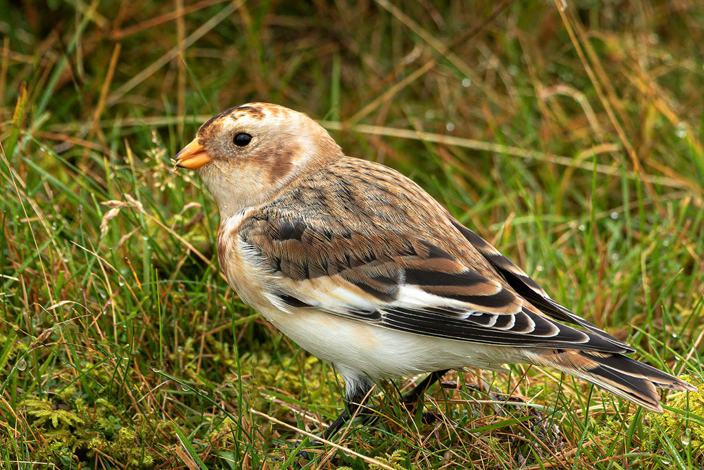Snow Bunting