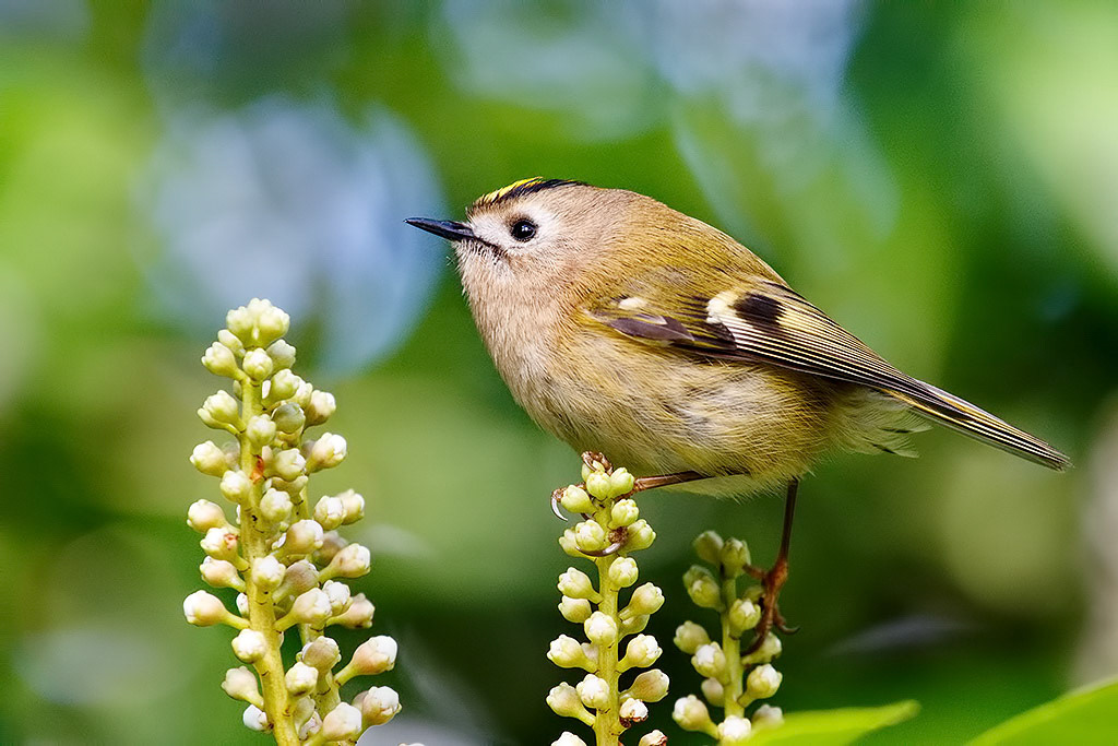 Goldcrest