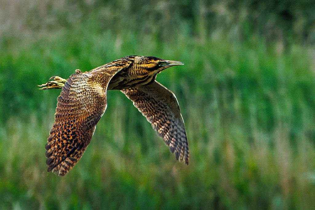 Bittern