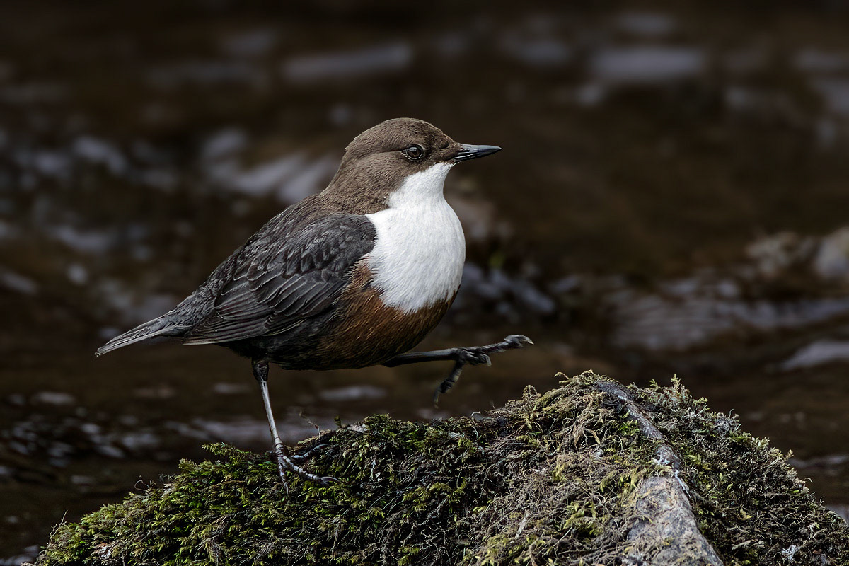 Dipper
