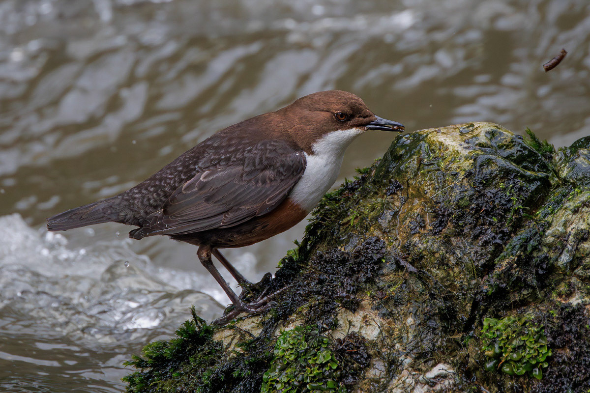 White-throated Dipper