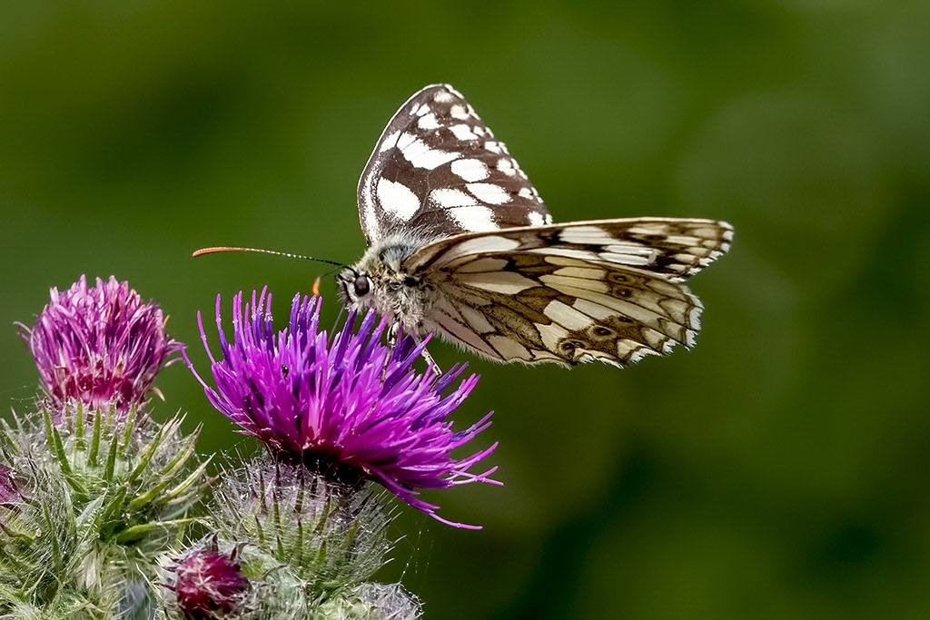 Marbled White