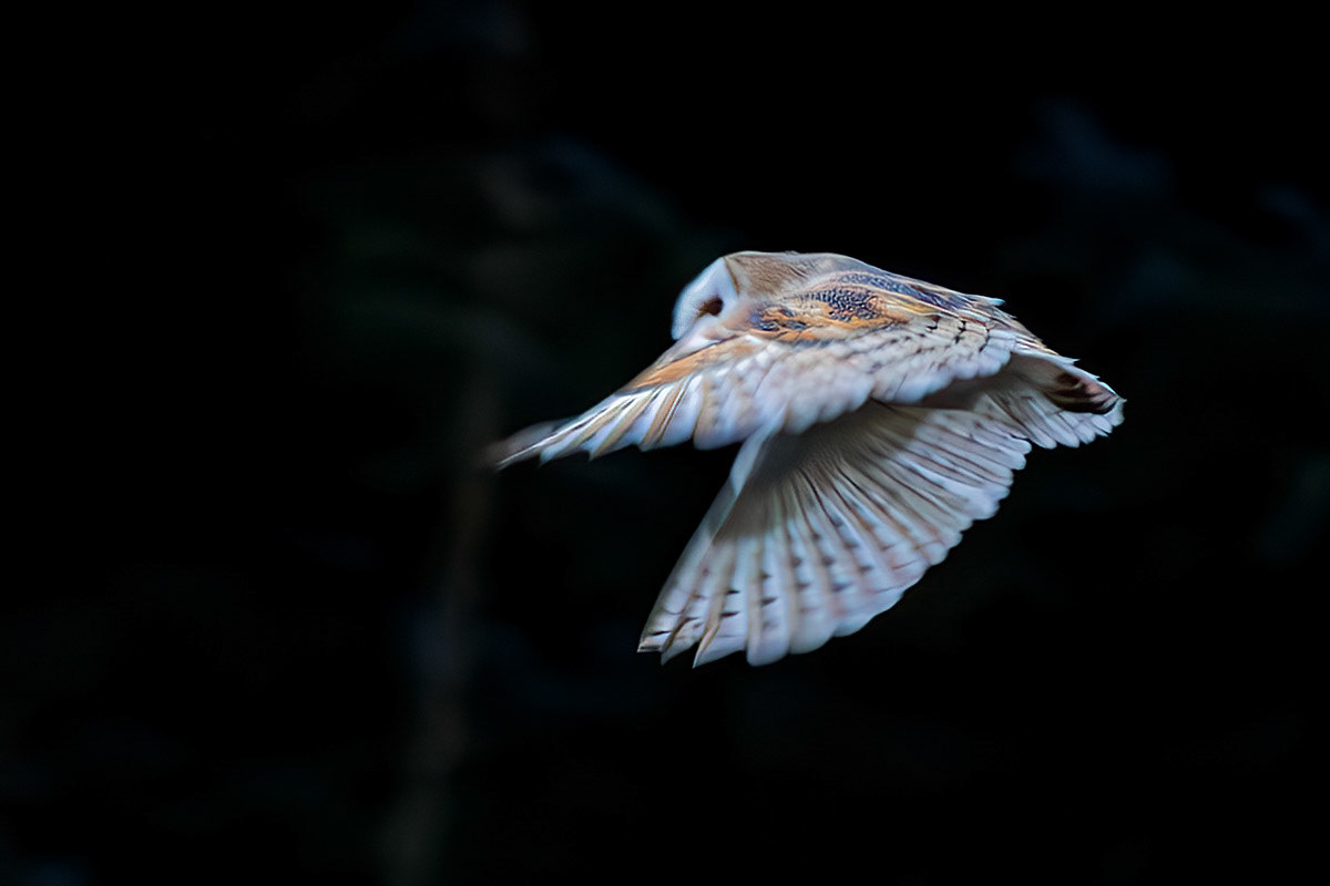 Barn Owl