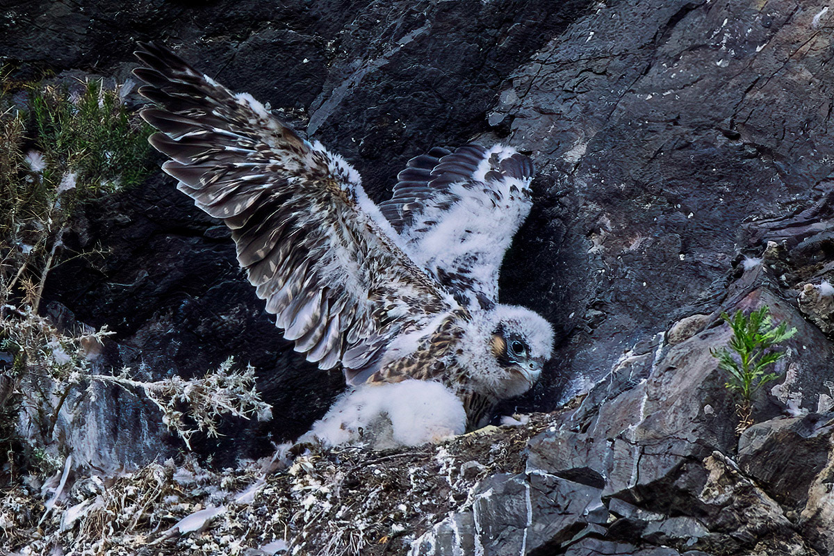 Peregrine
