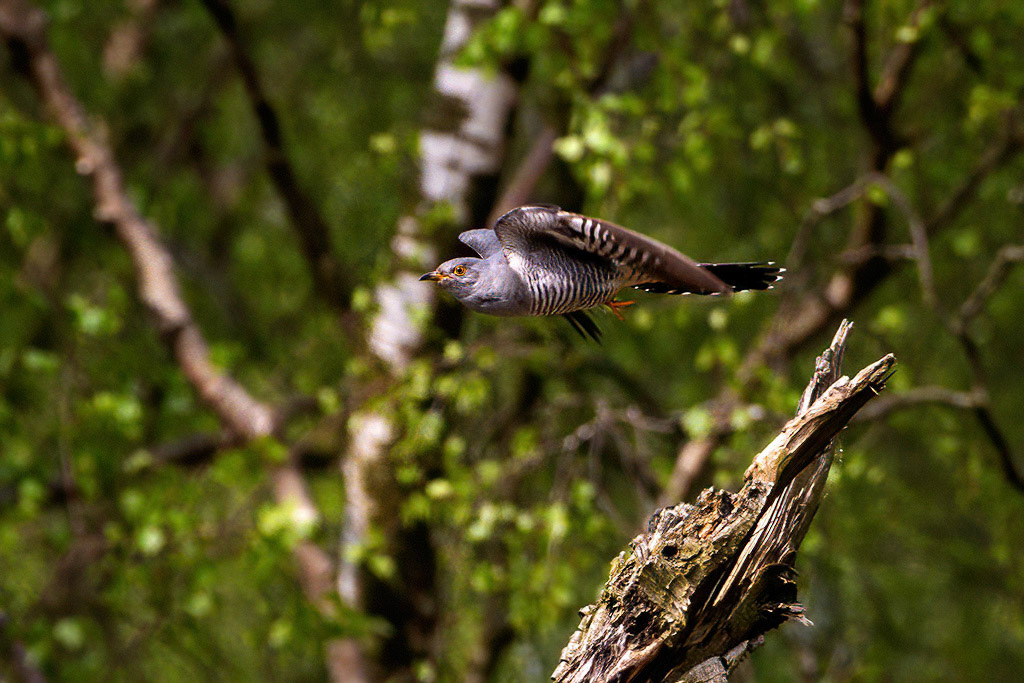 Cuckoo