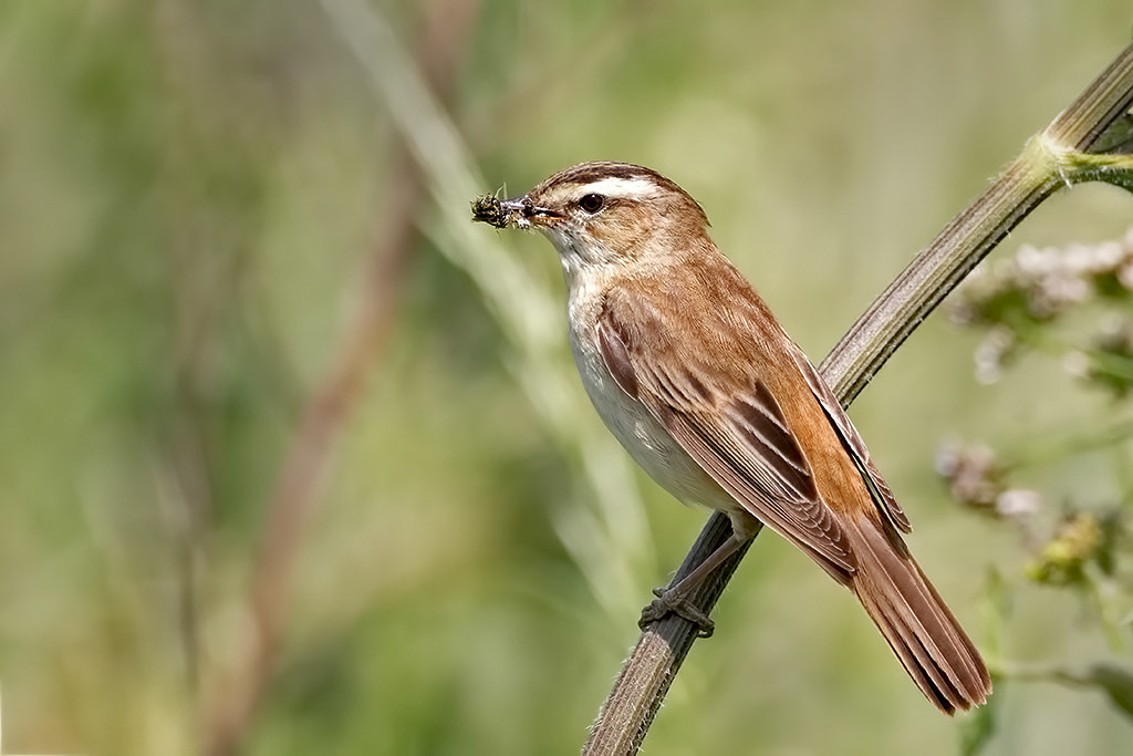Sedge Warbler