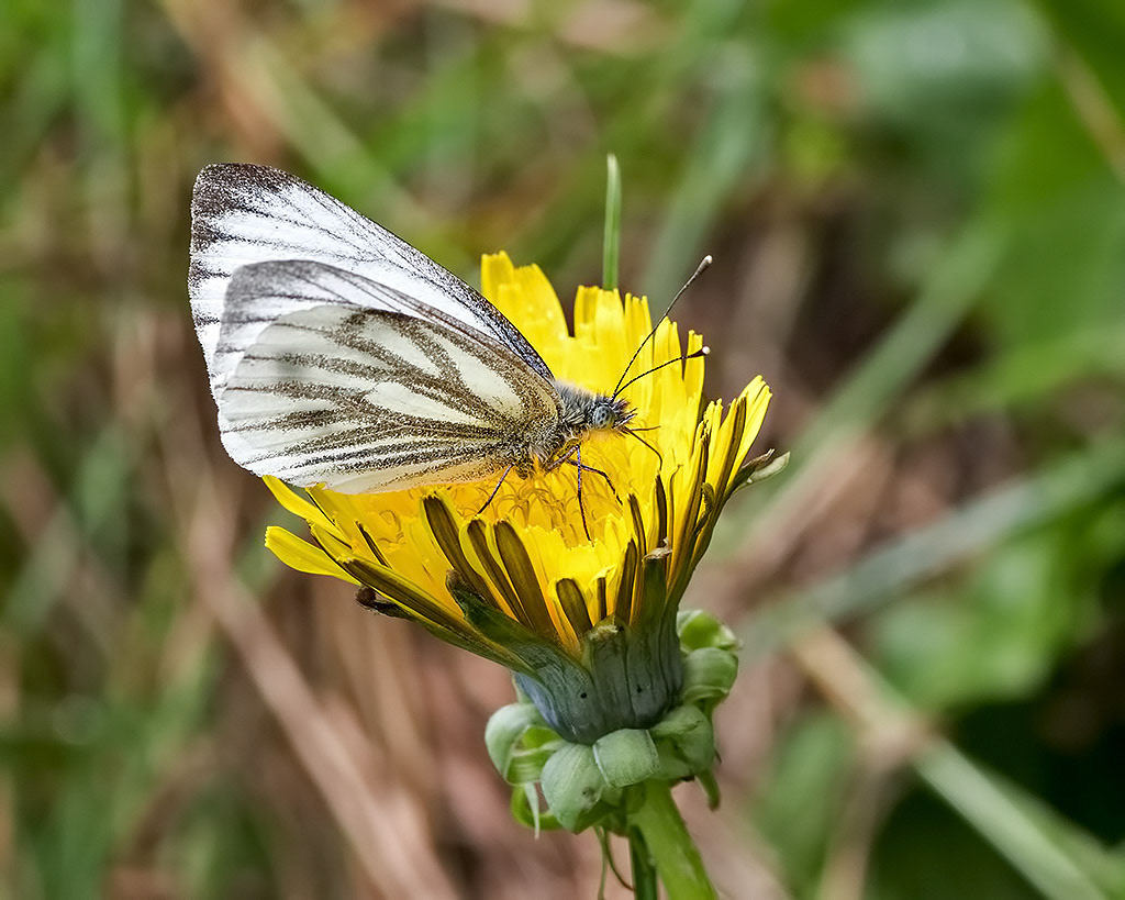 Green-veined White