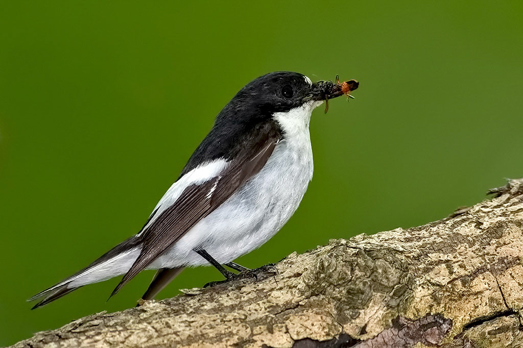 Male Pied Flycatcher
