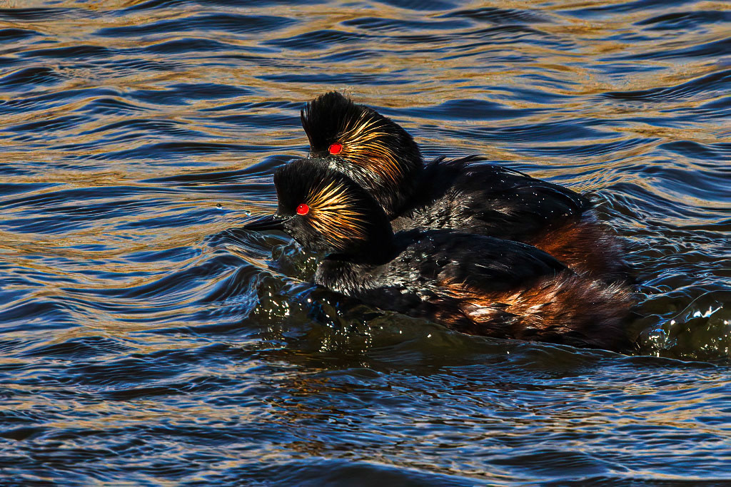 Black-necked Grebe