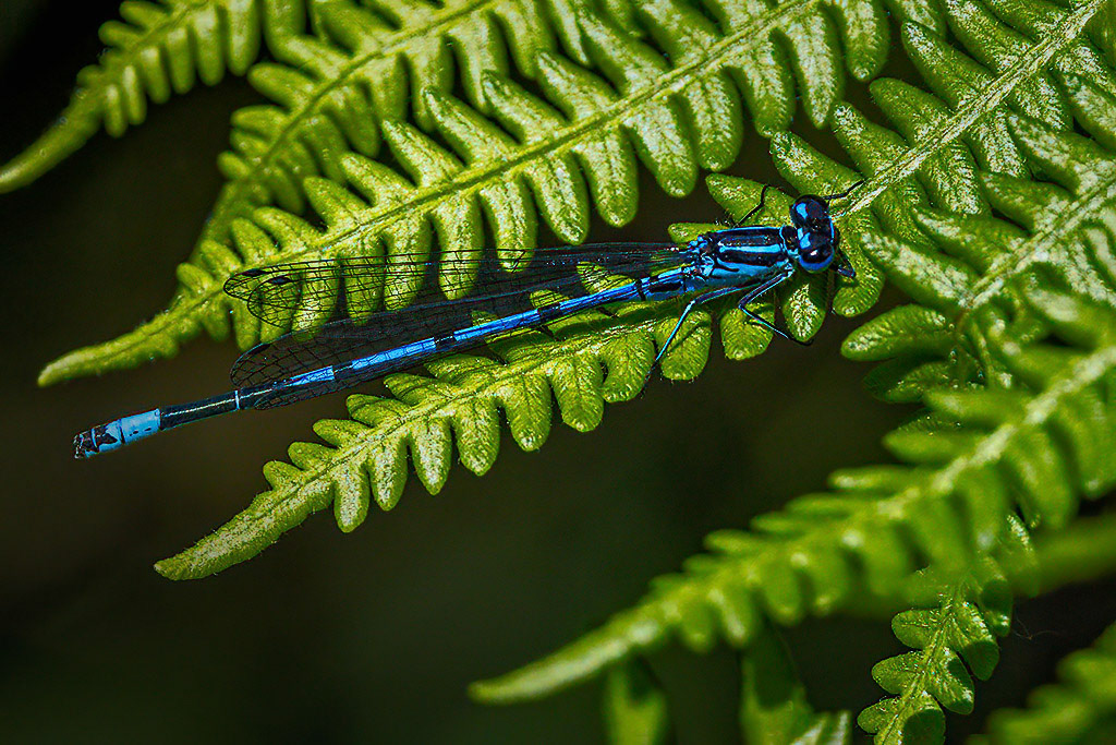 Azure Damselfly