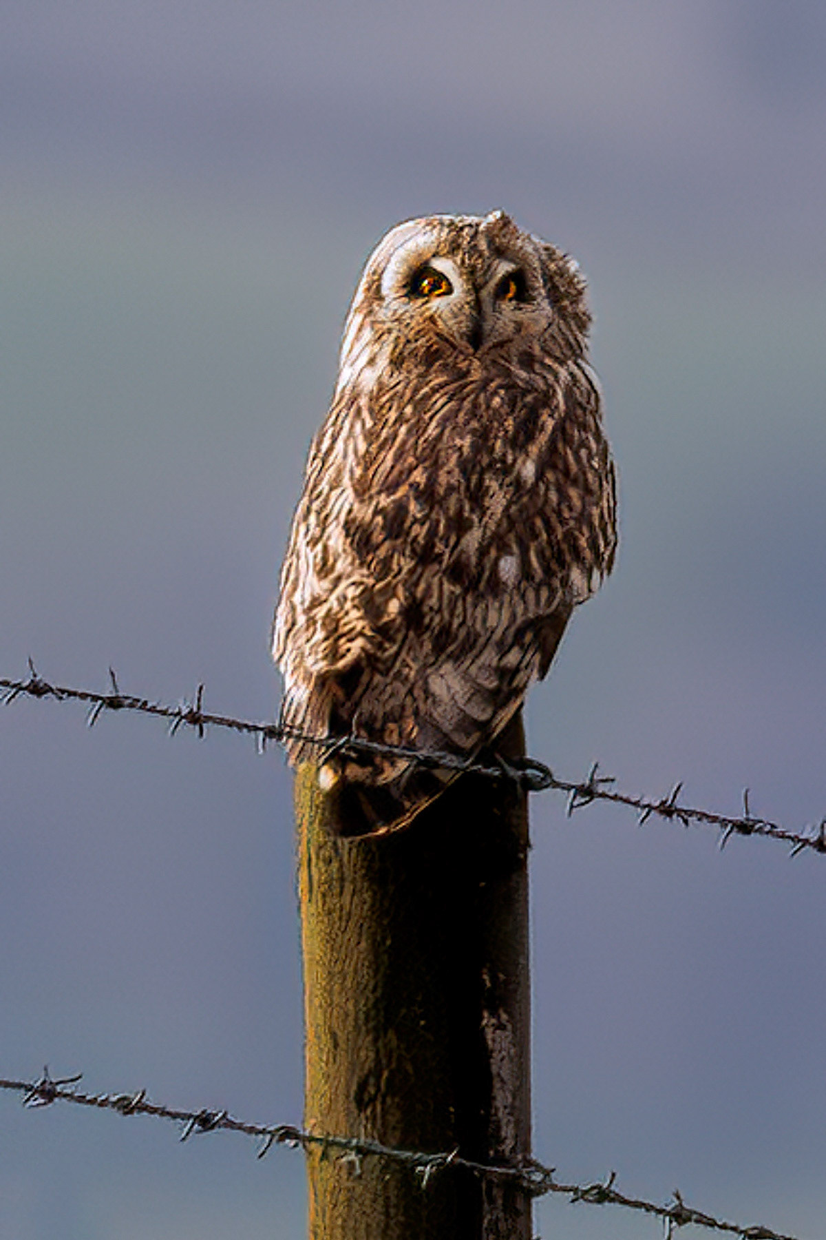 Short-eared Owl