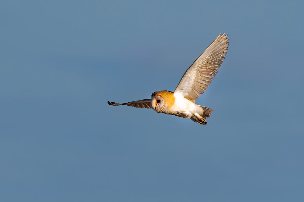 Barn Owl