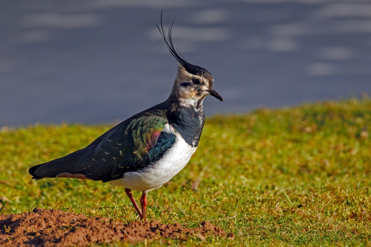 Lapwing