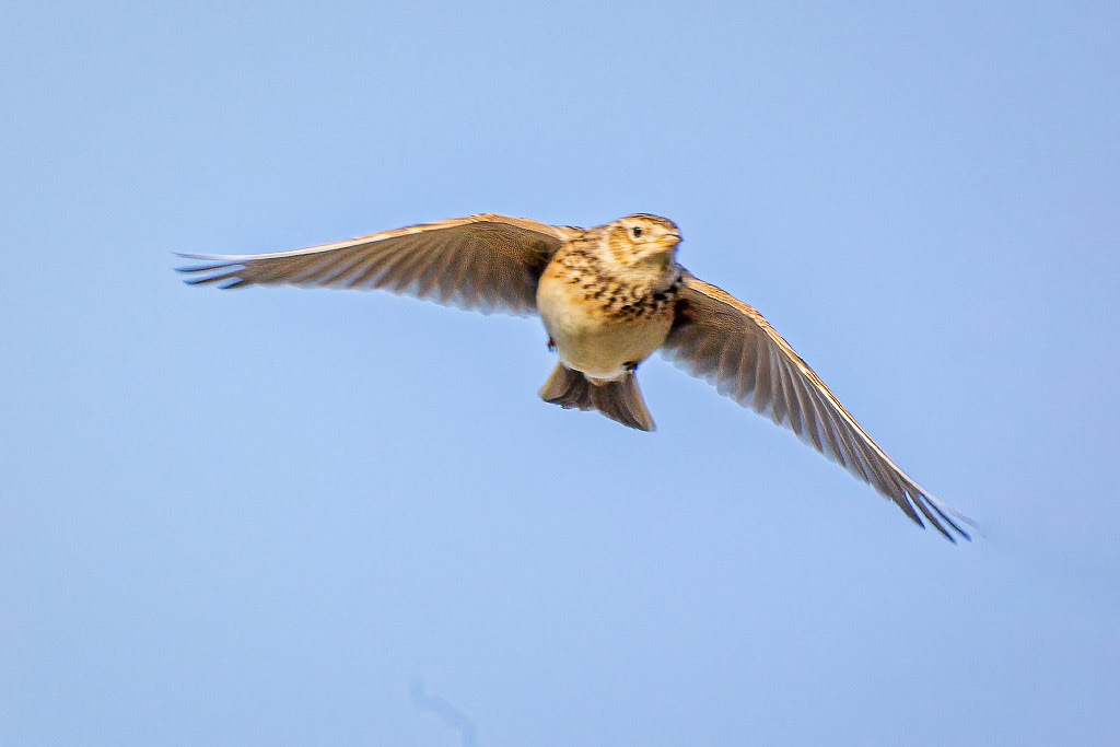 Skylark