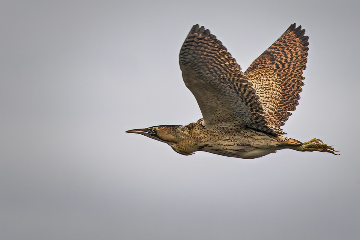 Bittern