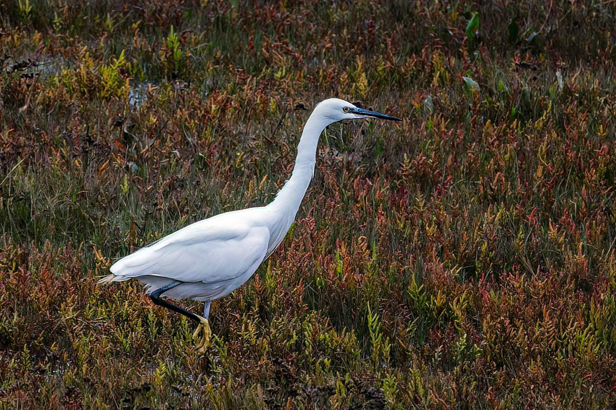 Little Egret