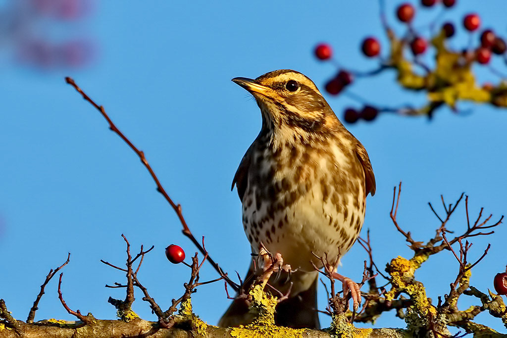 Redwing