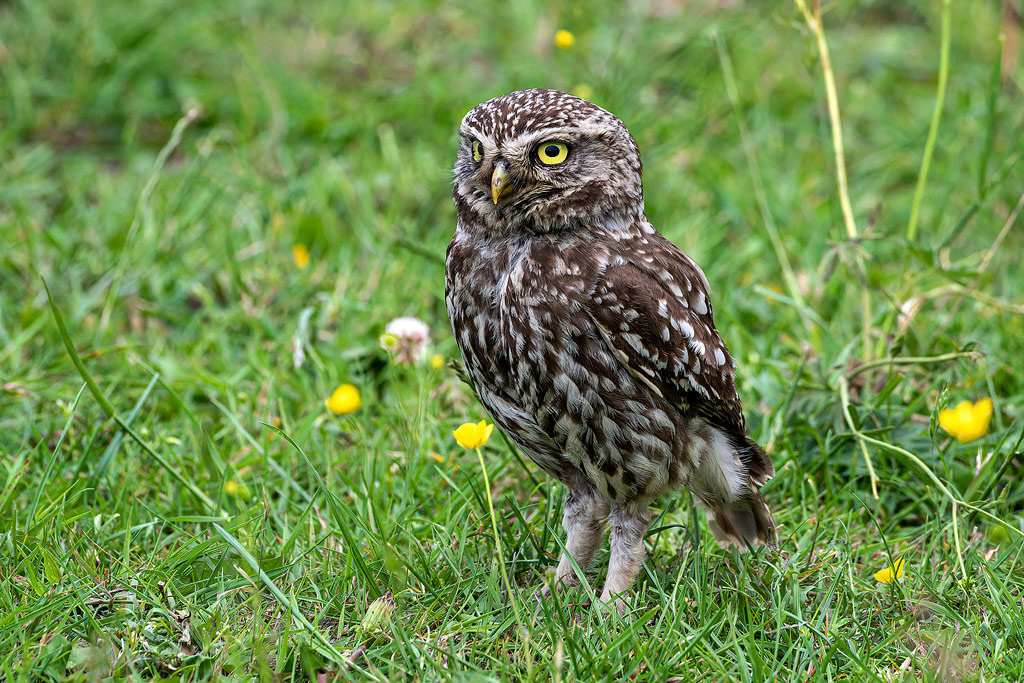 Little Owl