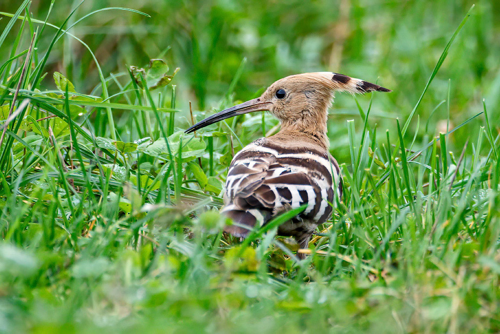 Hoopoe