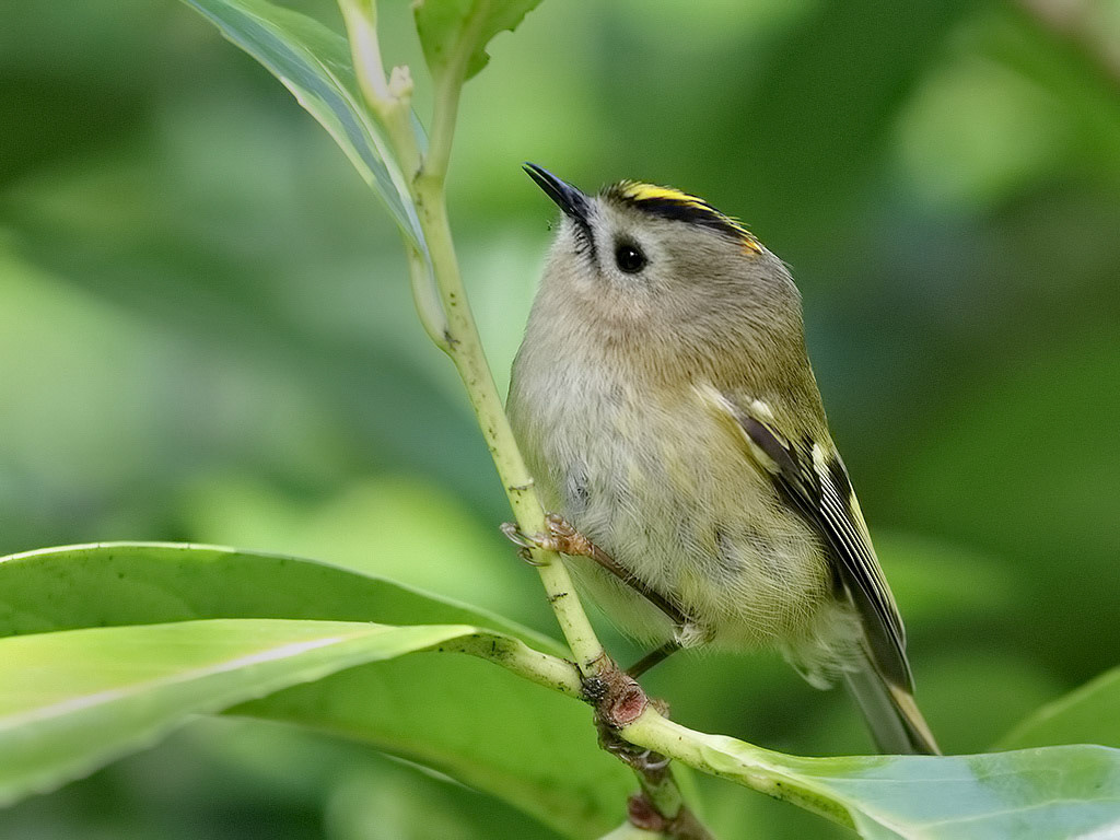 Goldcrest