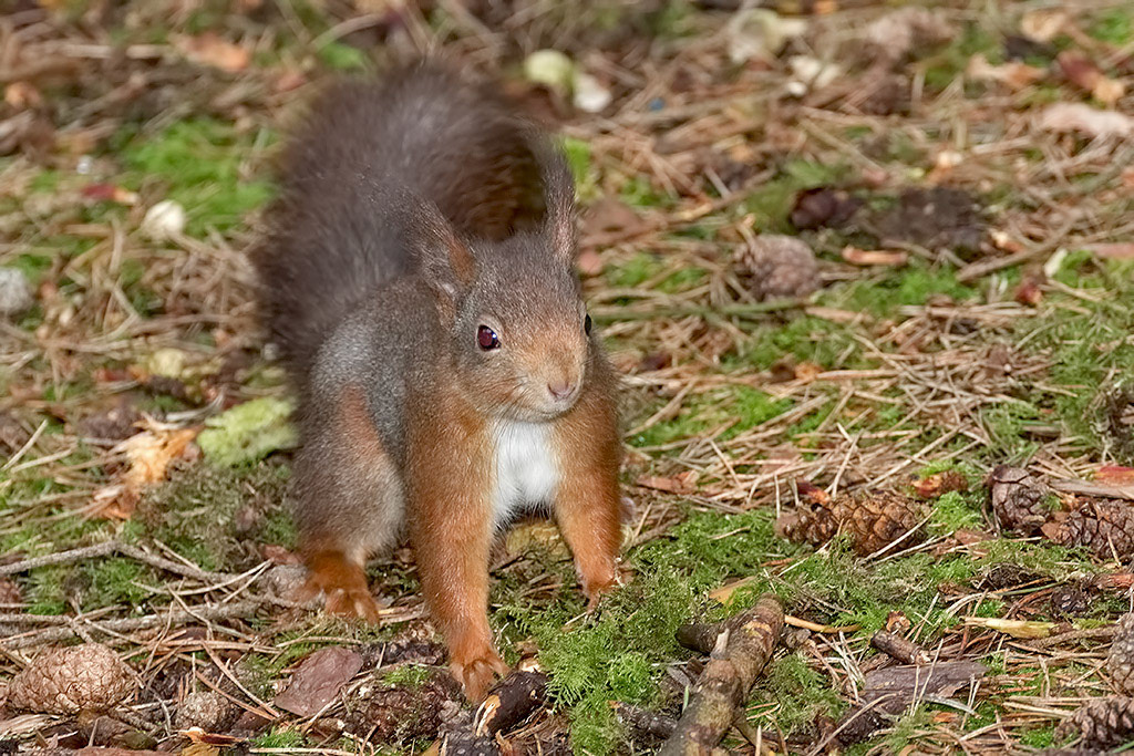 Red Squirrel