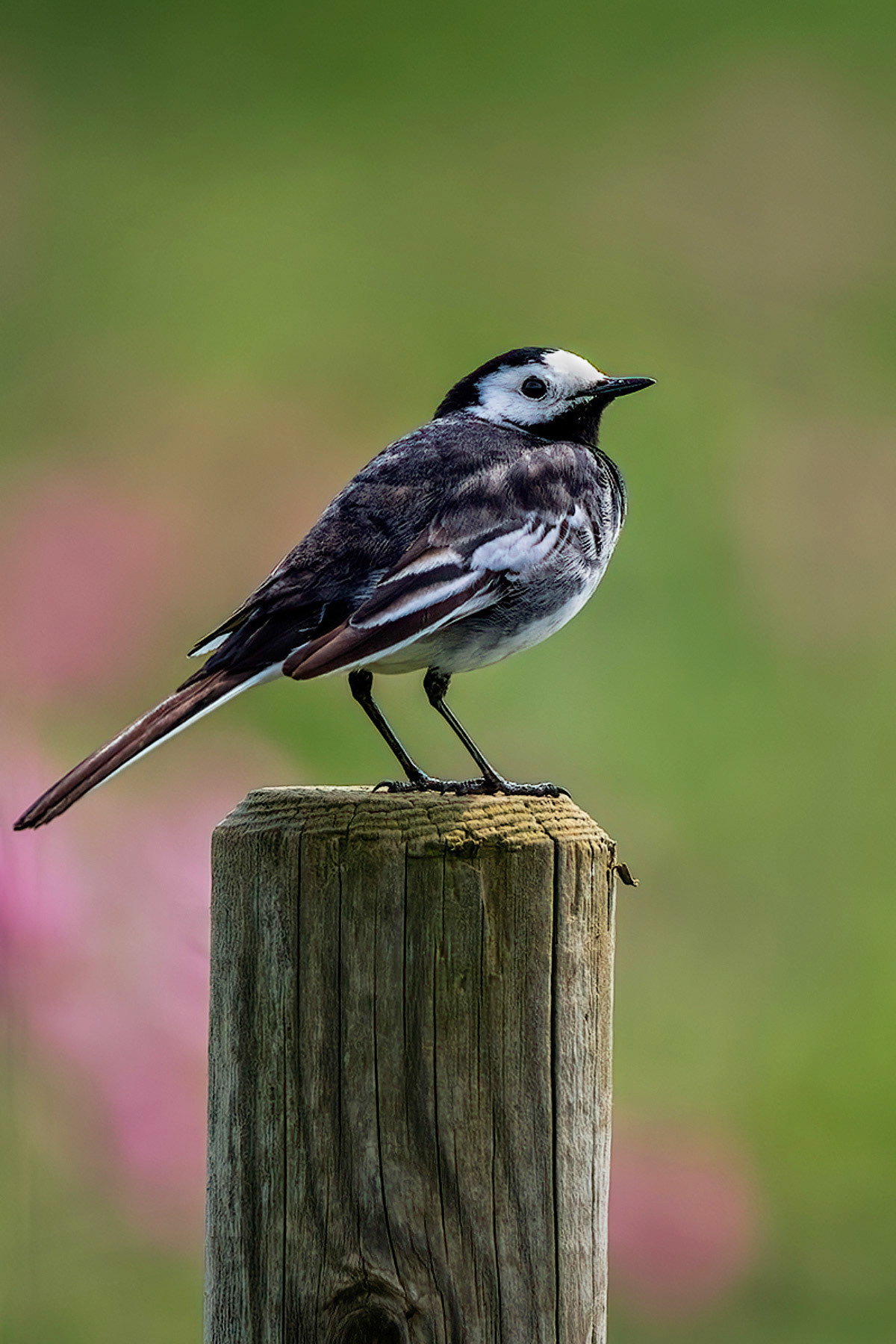 Pied Wagtail
