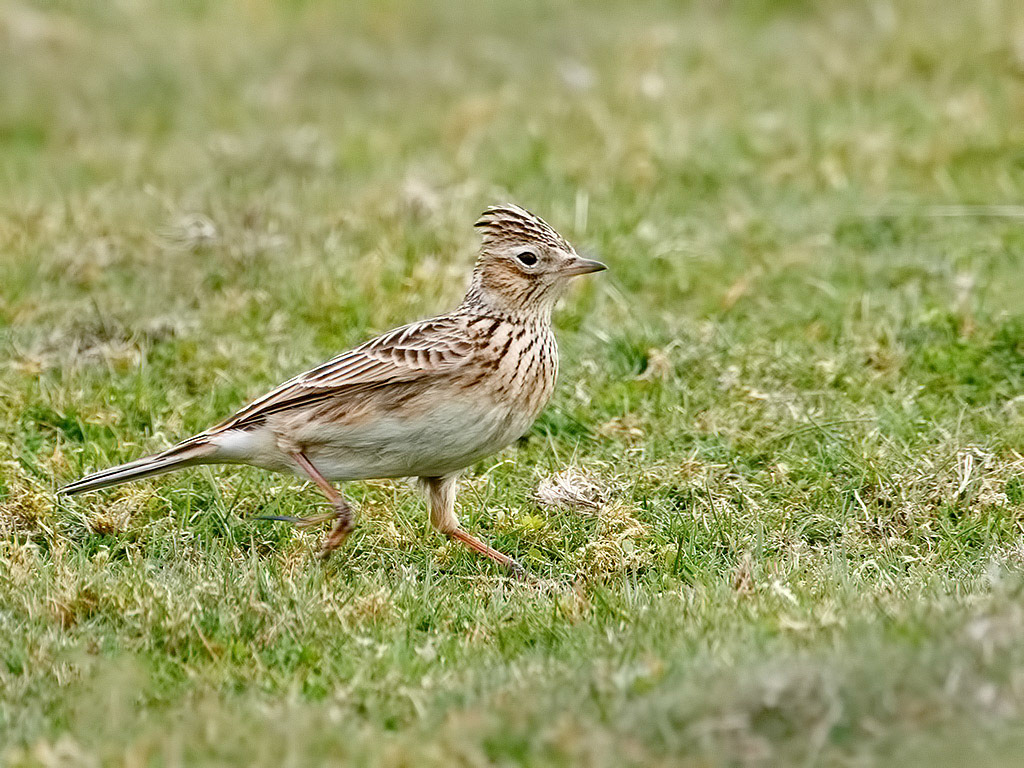 Skylark