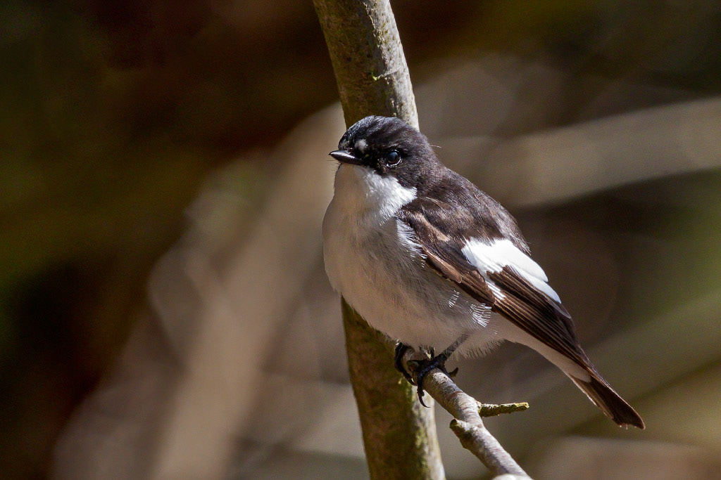 Pied Flycatcher