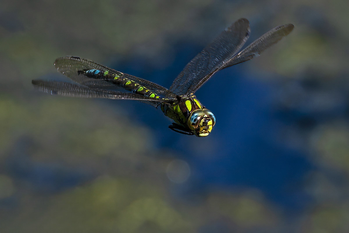 Southern Hawker Dragonfly