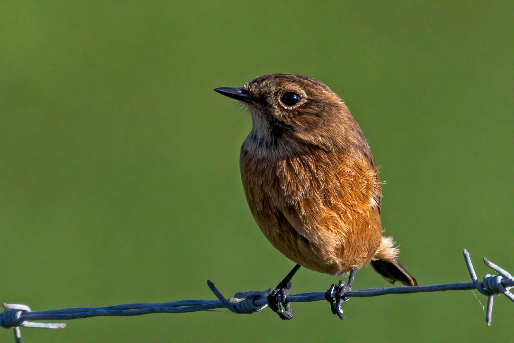Stonechat