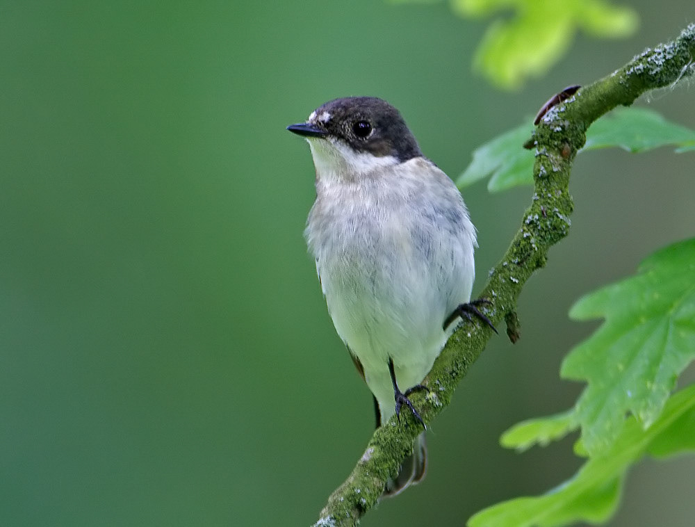 Male Pied Flycatcher