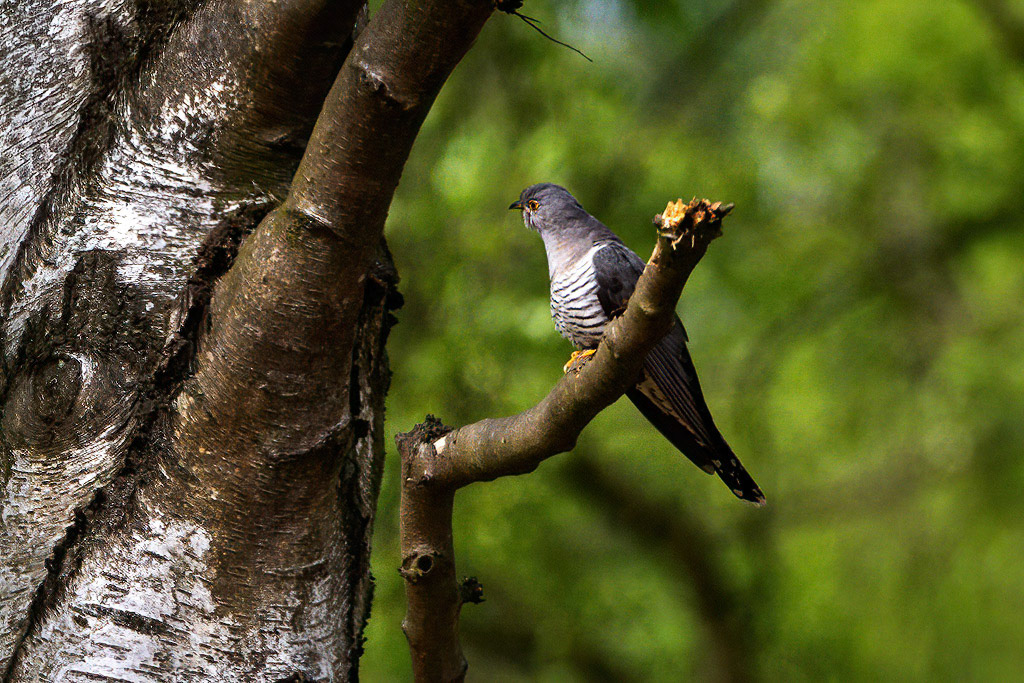 Cuckoo