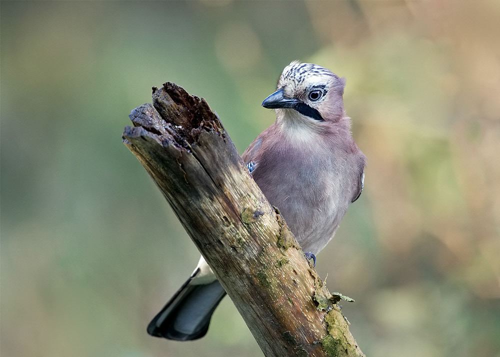 Jay