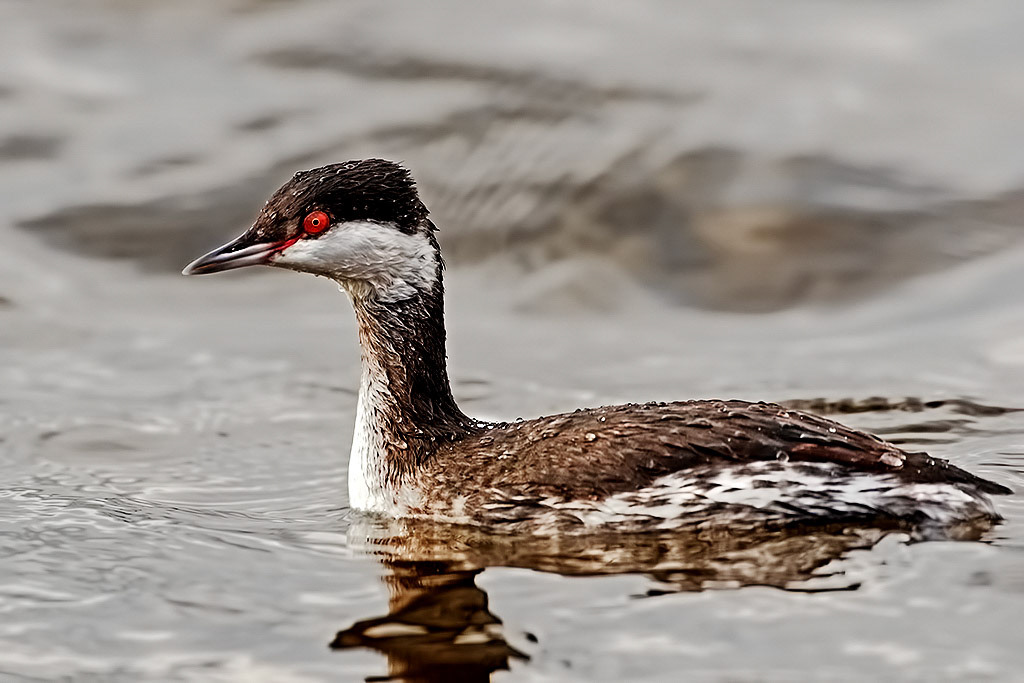 Slavonian Grebe