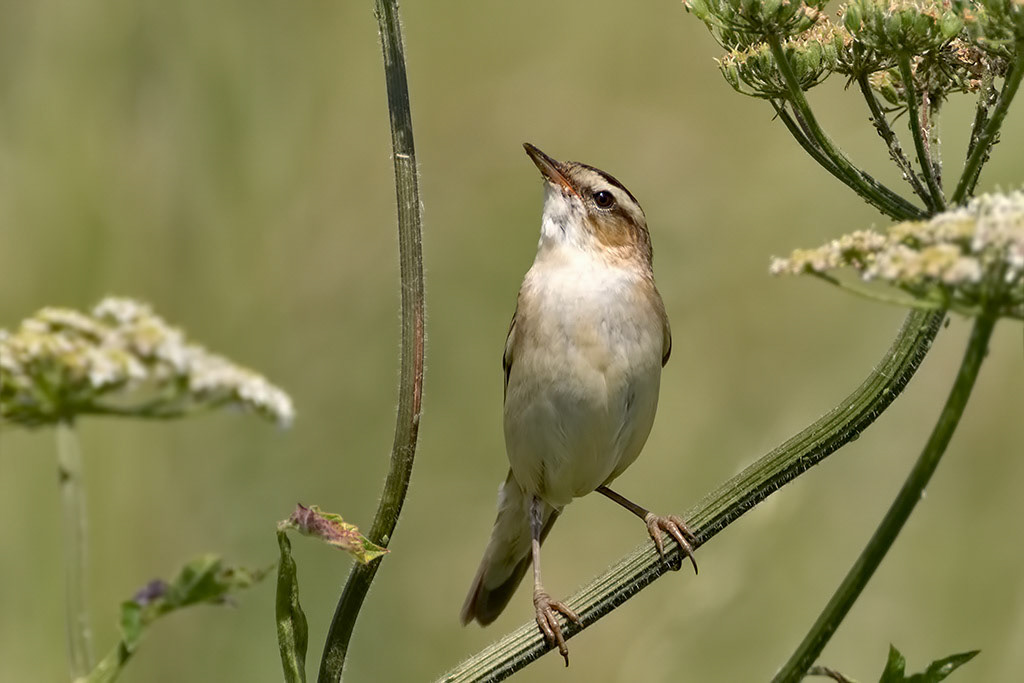 Sedge Warbler