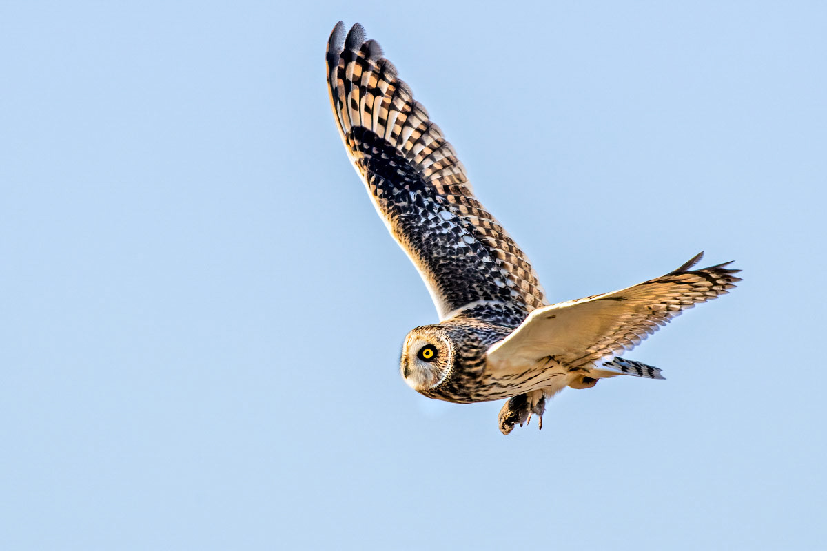 Short-eared Owl