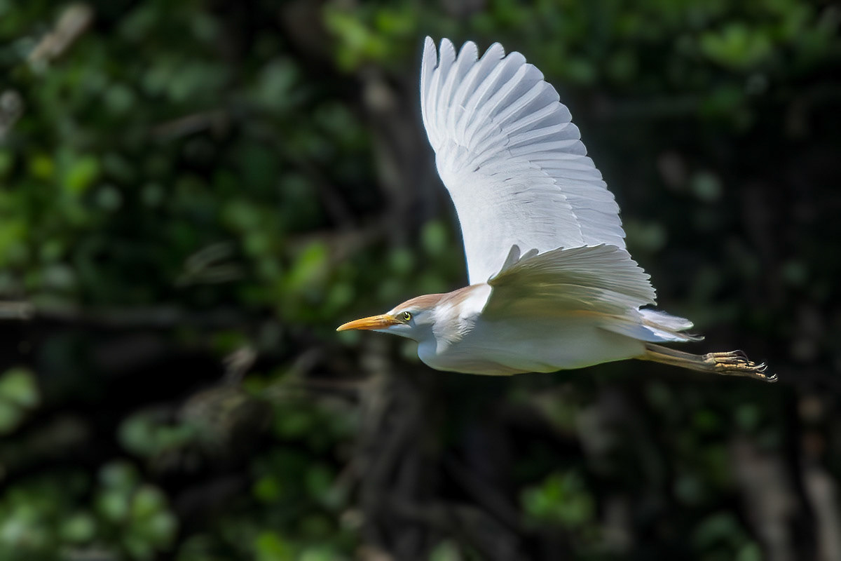 Cattle Egret