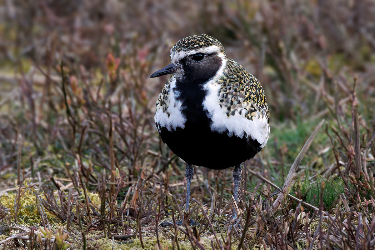 Golden Plover