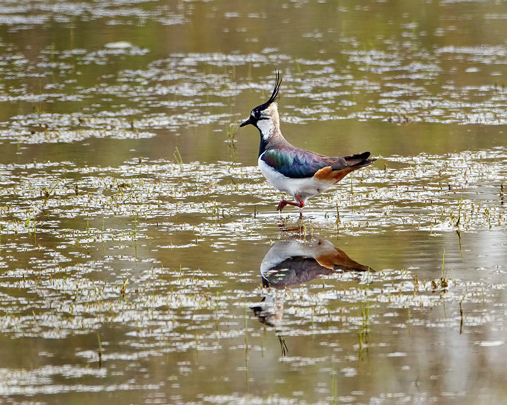 Lapwing