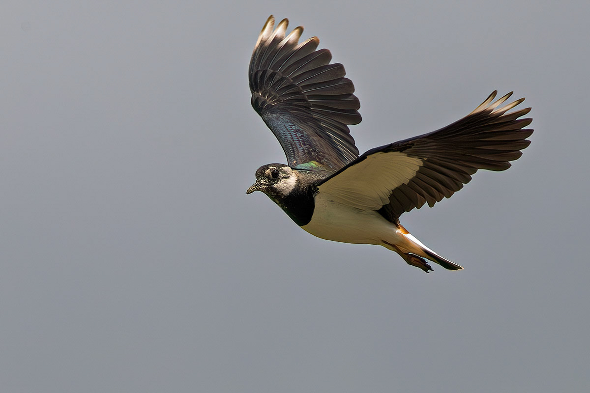 Lapwing