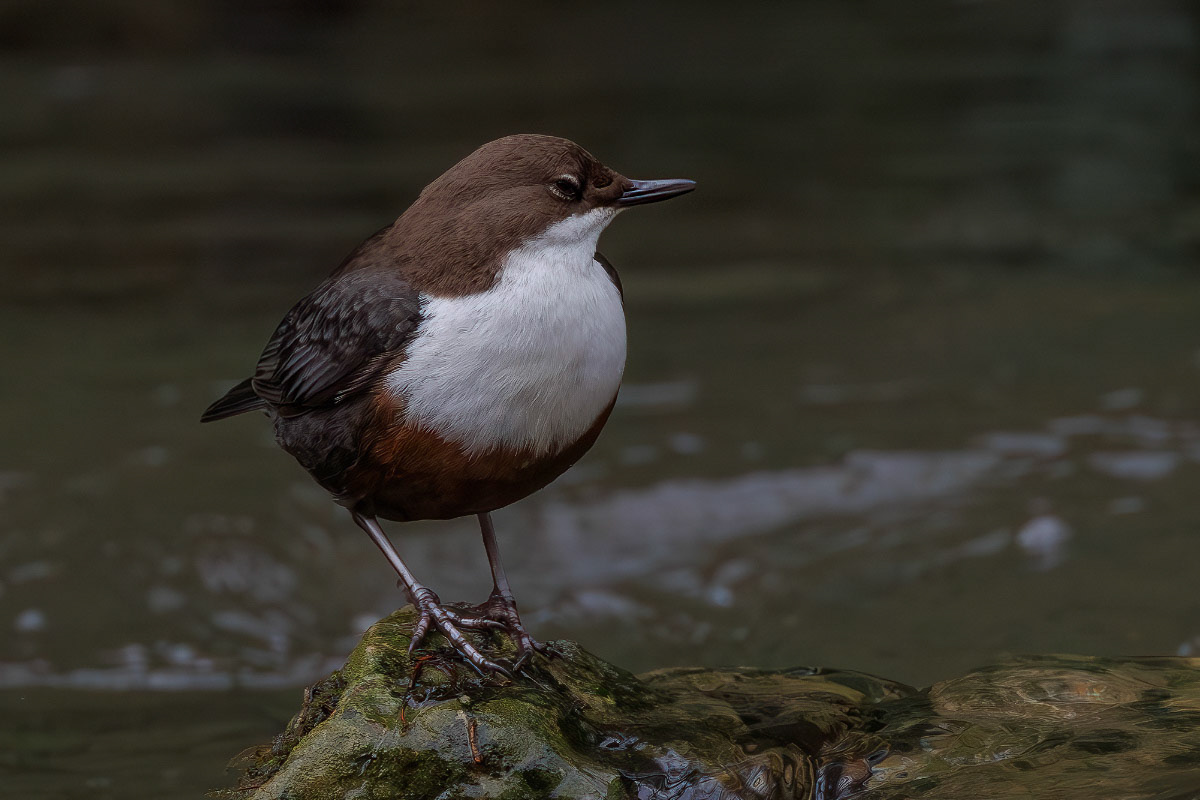 White-throated Dipper