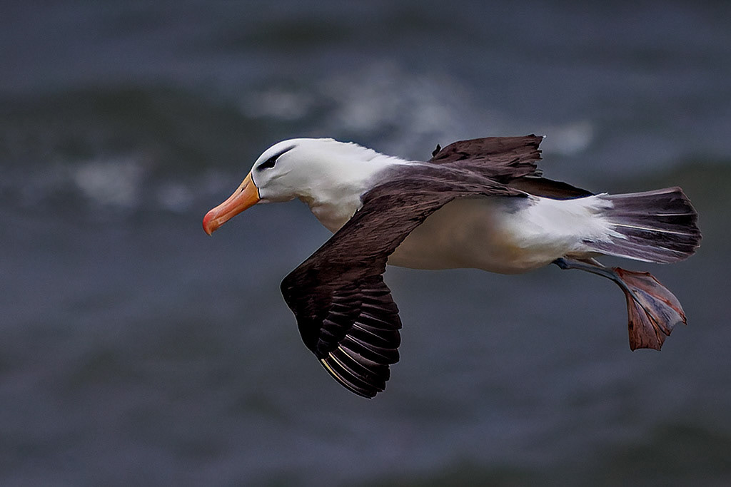 Black-browed Albatross