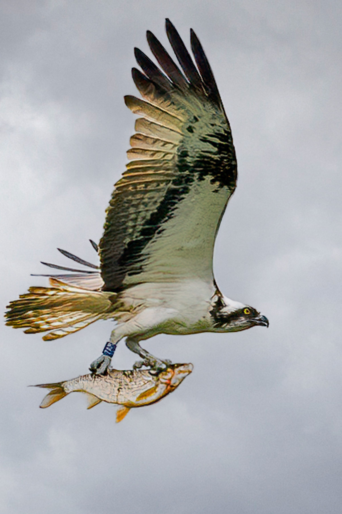 Osprey