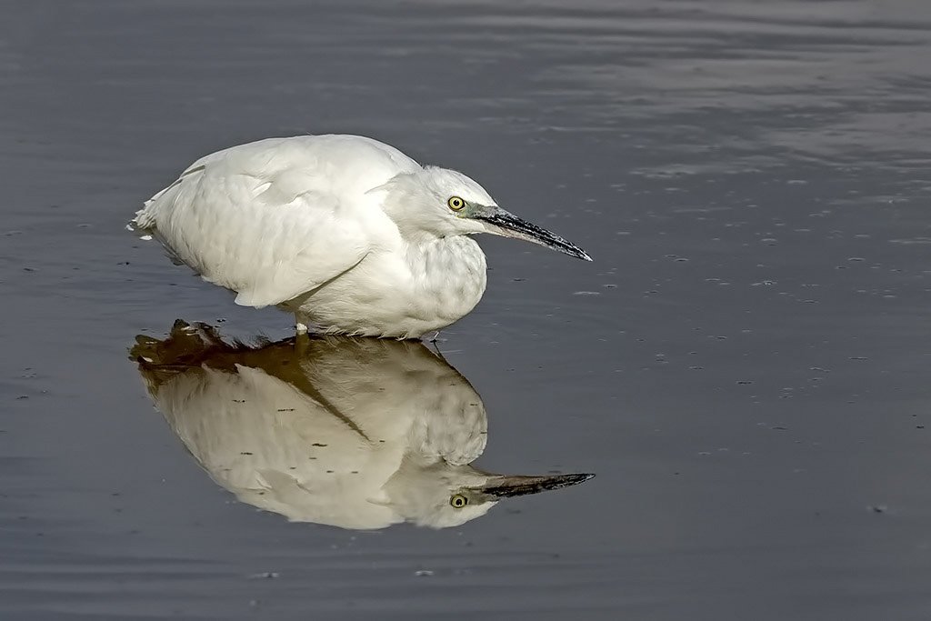 Little Egret