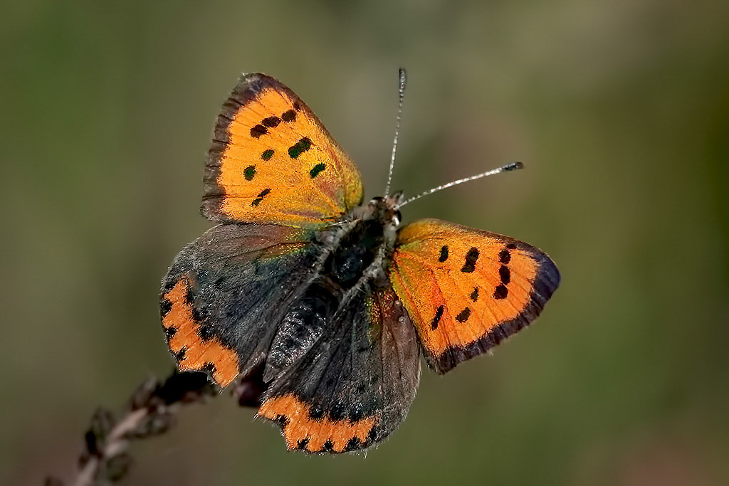 Small Copper