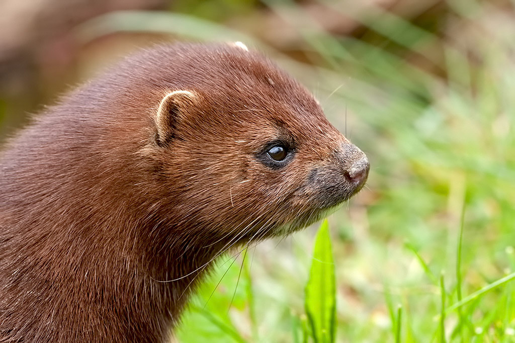 European Mink